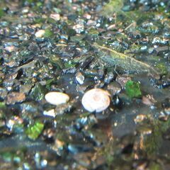 メダカほか用の「飼育セット」 熱帯魚 金魚 小瓶～飼育ケース～標準水槽クラス以下ペットボトル可 癒しアクアリウム夏休み自由研究 水草 エビ 巻き貝 海老 マリモ瓶 東京都府中市八幡町にての画像