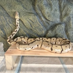 ボールパイソン🐍販売