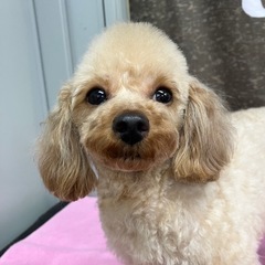 里親募集中☆アマネちゃん - 犬