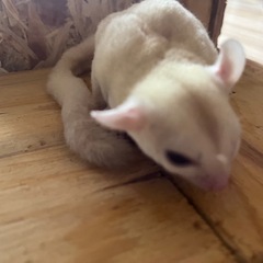 🔴フクロモモンガ🔴温厚なクリミノ♂