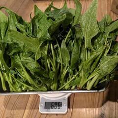 野菜(ほうれん草)600㌘
