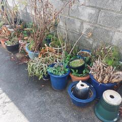 観葉植物　植木鉢　円柱ブロック　その他