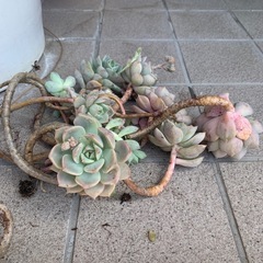 多肉植物
