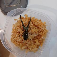 子供限定昆虫プレゼント企画
