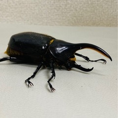 【受け渡し者決定】ヘラクレスオオカブト 95.5mm オス単品　新成虫の画像