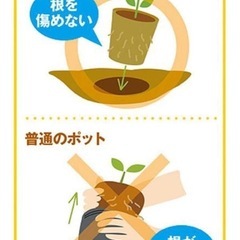 11パックセット　サカタのタネ そのまま植えられるエコポット ジフィーポット 丸型8cm×30個入 8cmの画像