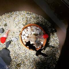 【商談中】大磯砂の画像