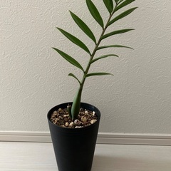【観葉植物】ザミオクルカス　苗