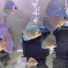 ディスカス　アズリー稚魚