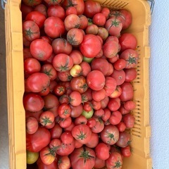 野菜　トマト【訳あり】⑨の画像