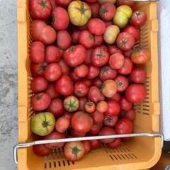 野菜　トマト【訳あり】⑨の画像