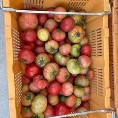 野菜　トマト【訳あり】⑨の画像