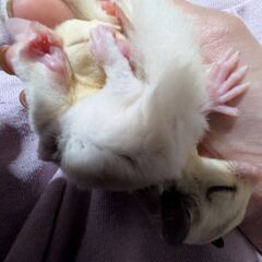 モモンガ脱嚢2ヶ月