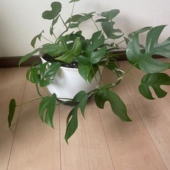 モンステラ(新しい芽すぐ出るよ)
