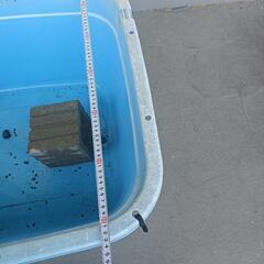 たらい 金魚飼育に使用の画像