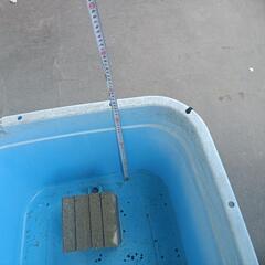 たらい 金魚飼育に使用の画像