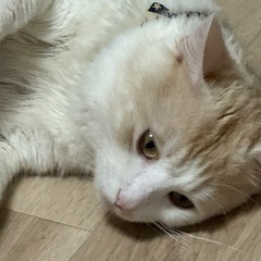 1歳11ヶ月 オス 茶色✖️白 - 猫