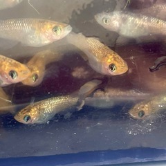めだか・ラメ王の画像