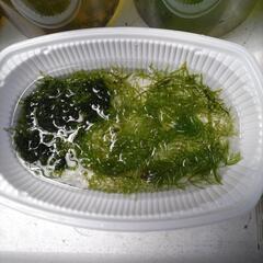 水草　いろいろ