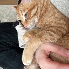 とっても仲良しの2匹です。 - 猫