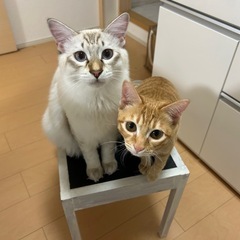 とっても仲良しの2匹です。 − 岡山県