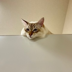とっても仲良しの2匹です。 - 総社市