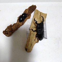 アマミヒラタクワガタ　ペア④