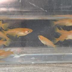 楊貴妃
