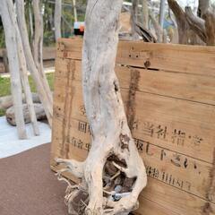 SEASIDEinterior★インテリアディスプレイに流木 Cool driftwood for decorating 145の画像