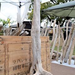 SEASIDEinterior★インテリアディスプレイに流木 Cool driftwood for decorating 145の画像