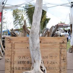 SEASIDEinterior★インテリアディスプレイに流木 C...