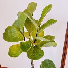 O円！カシワバゴムの木& 鉢アマブロ アートストーン [ ブラウン/Mサイズ ] の画像