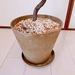 O円！カシワバゴムの木& 鉢アマブロ アートストーン [ ブラウン/Mサイズ ] の画像