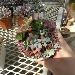 多肉植物 寄せ植え🌸の画像