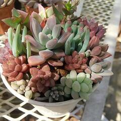 多肉植物 寄せ植え🌸