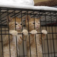 保護猫カフェ運営スタッフ募集の画像