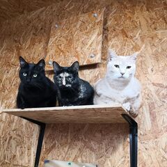 保護猫カフェ運営スタッフ募集の画像