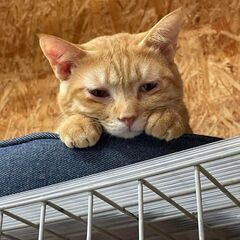 保護猫カフェ運営スタッフ募集の画像
