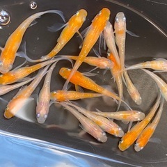 メダカ ミックス 20匹