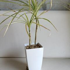 取引予定者決定しました 観葉植物 ドラセナ・コンシンネ ホワイトボリー