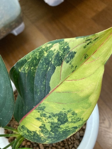 アグラオネマ　ロタンダム　斑入り