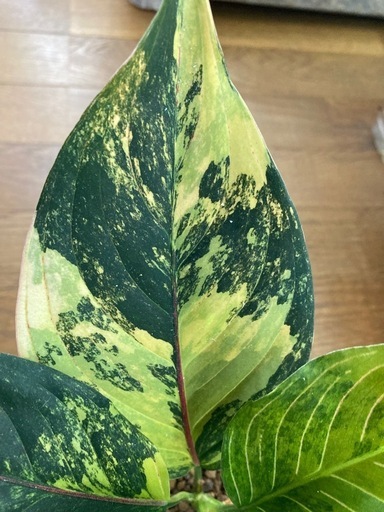 アグラオネマ　ロタンダム　斑入り