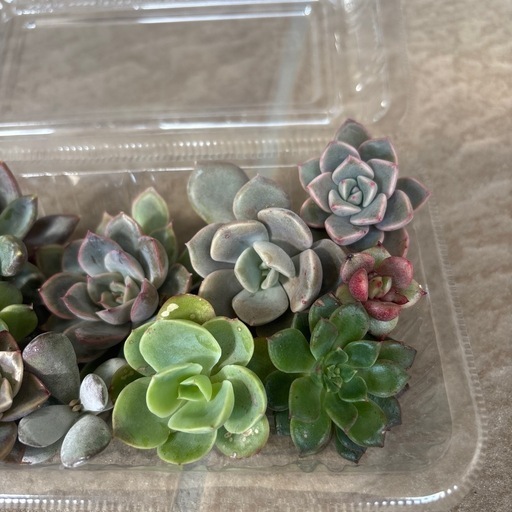 お取引者様決定】多肉植物カット苗b (くるり) 小牧原の家庭用品 お取引者様決定】多肉植物カット苗b (くるり) 小牧原の家庭用品
