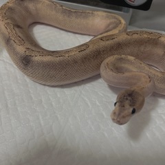ボールパイソン　シャンパンファイア
