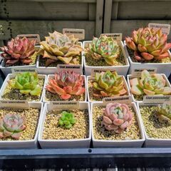 決まりました！　Aセット　エケベリア12鉢♪リエール札付き