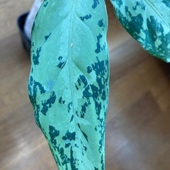 アグラオネマ　ピクタムの画像