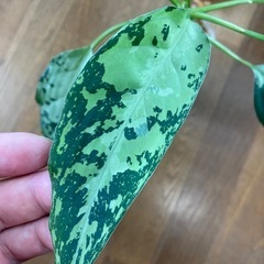 アグラオネマ　ピクタムの画像