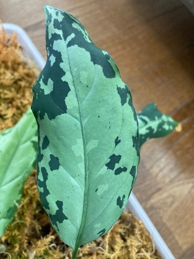 アグラオネマ　ピクタム　寄せ植え　4株