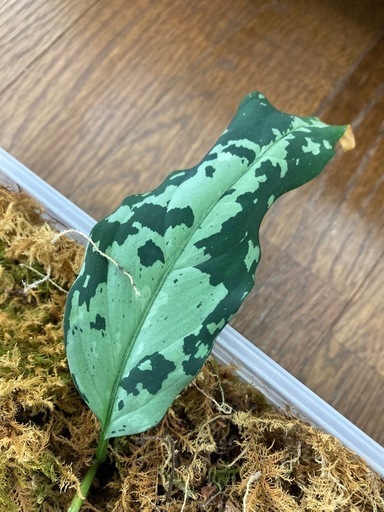 アグラオネマ　ピクタム　寄せ植え　4株