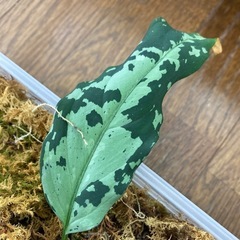 アグラオネマ ピクタム 寄せ植え 4株